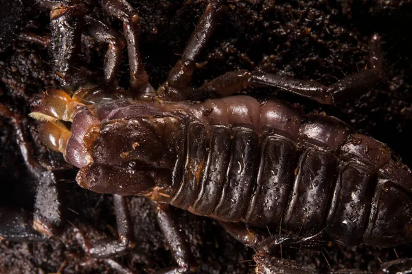 Heterometrus Spinifer Dev Orman Akrep Tüy Dökme — Stok fotoğraf