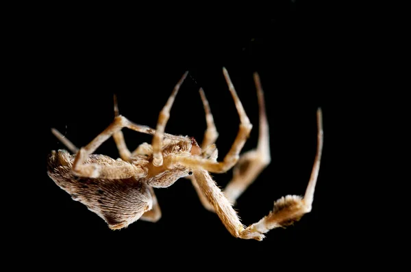 Uloborus Plumipes Tolllábú Csipkeszövő — Stock Fotó