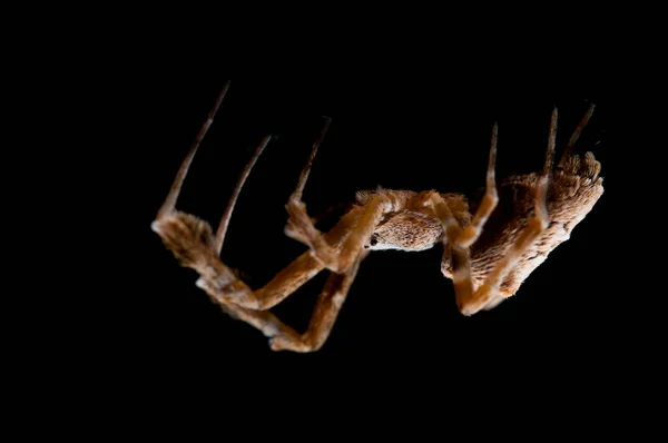 Uloborus Plumipes Tejedor Encaje Con Patas Pluma — Foto de Stock