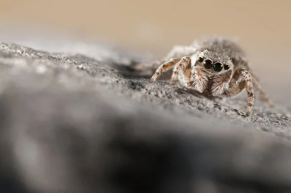 Gros Plan Philaeus Chrysops Salticidae Dans Habitat Naturel — Photo