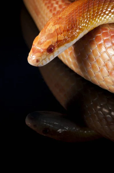 Pantherophis guttatus, mısır yılanı yakın görüş