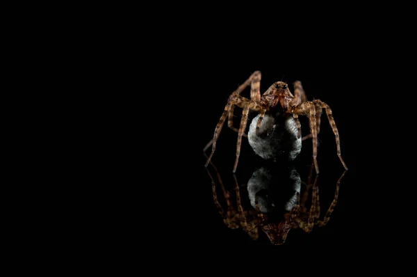 Pardosa Met Cocon Zwarte Achtergrond — Stockfoto