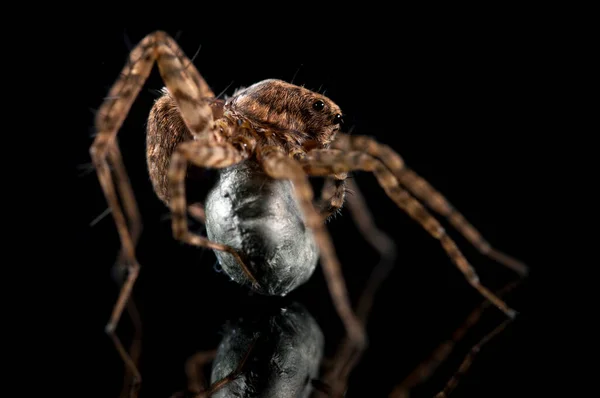 Pardosa Com Casulo Sobre Fundo Preto — Fotografia de Stock