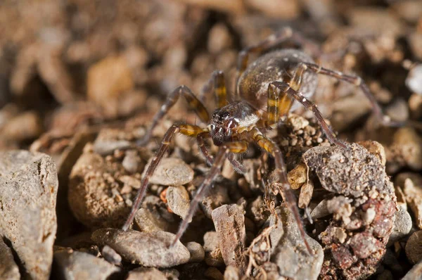 Närbild Spindel Insekt Naturen — Stockfoto