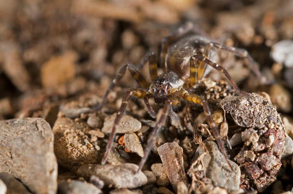 Nahaufnahme Der Spinne Insekt Der Natur — Stockfoto