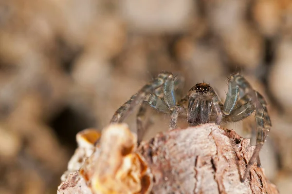 クモの目を閉じて 自然界の昆虫 — ストック写真