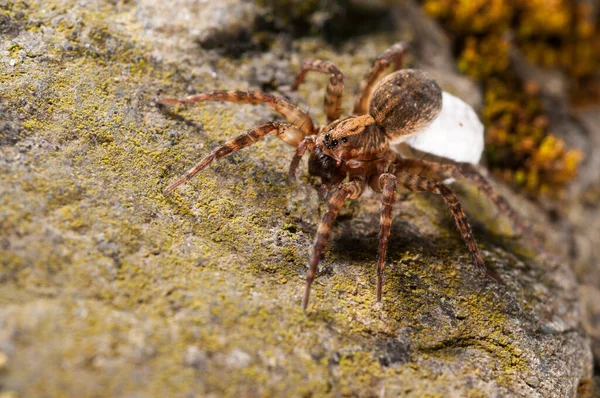 Close Shot Alopecosa Lycosidae Natural Habitat — Stock Photo, Image