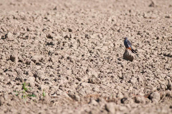 Faucon Debout Sur Champ Labouré Regardant Autour — Photo