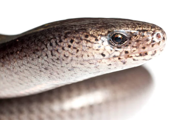 Primer Plano Disparo Serpiente Aislada Blanco —  Fotos de Stock