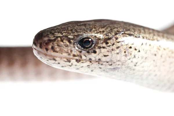 Gros Plan Prise Vue Serpent Isolé Sur Blanc — Photo