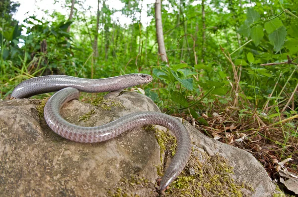 Primer Plano Disparo Serpiente Hábitat Natural — Foto de Stock