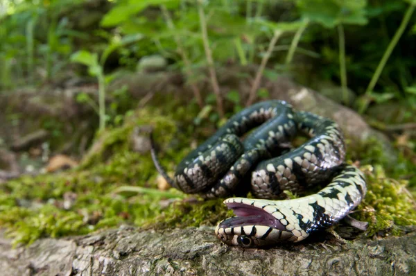 ナトリクス ナトリックス草のヘビの近景 — ストック写真