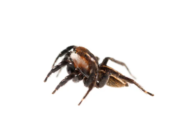 Spinne Isoliert Auf Weißem Hintergrund Makroaufnahme — Stockfoto