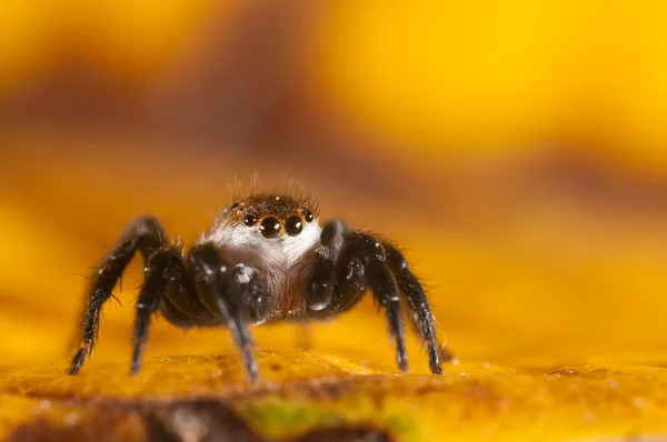 Phlegra Bresnieri Salticidae Assis Sur Une Feuille Jaune — Photo