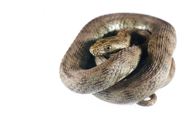 Dice Snake Natrix Tessellata Sobre Fundo Branco — Fotografia de Stock