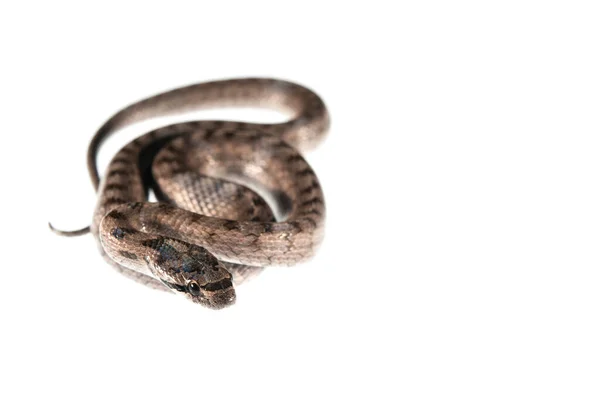 Cobra Lisa Sul Coronella Girondica Sobre Fundo Branco — Fotografia de Stock