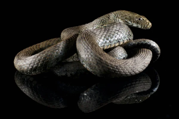 Wąż Kostny Natrix Tessellata Czarnym Tle — Zdjęcie stockowe