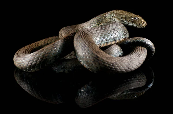 Zar yılanı, siyah zemin üzerinde Natrix Tessellata