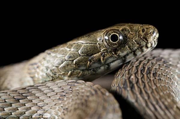 Serpent Dés Natrix Tessellata Sur Fond Noir — Photo