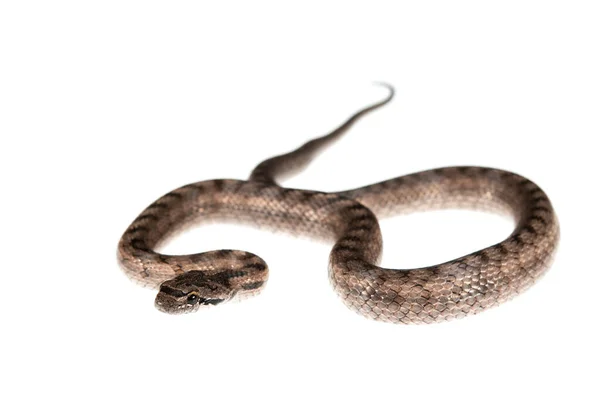 Serpiente Lisa Del Sur Coronella Girondica Sobre Fondo Blanco — Foto de Stock