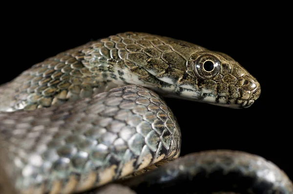 Serpiente Dados Natrix Tessellata Sobre Fondo Negro —  Fotos de Stock
