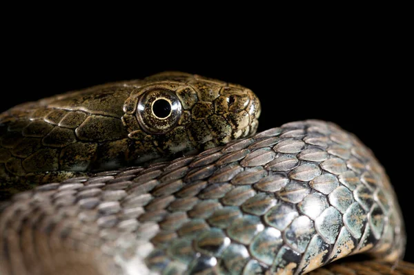 Dice Snake Natrix Tessellata Black Background — Stock Photo, Image