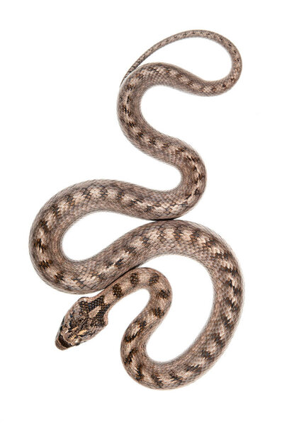 Южная гладкая змея, Coronella girondica на белом фоне