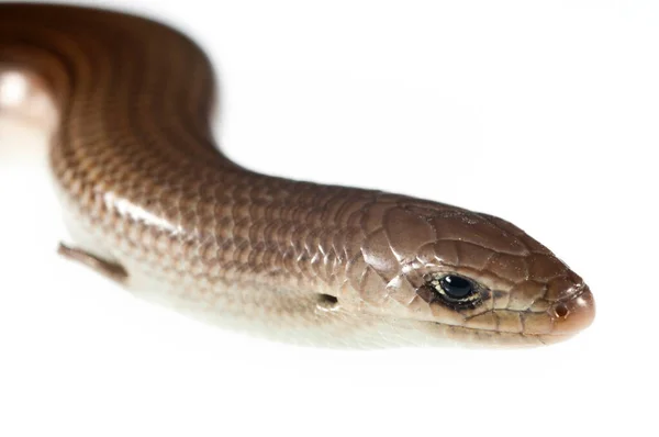 Close Shot Shot Snake Isolated White — Stock Photo, Image