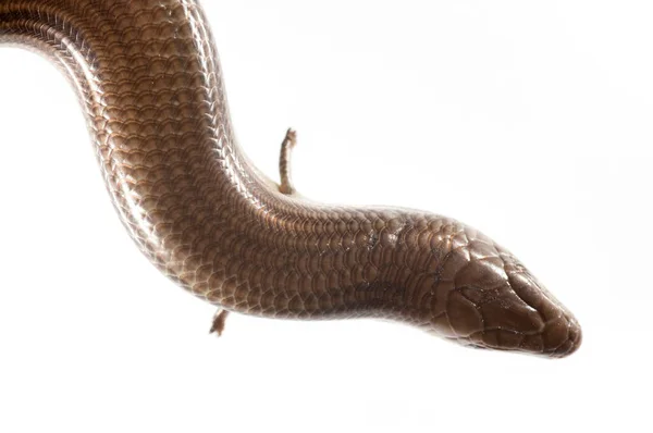 Primer Plano Disparo Serpiente Aislada Blanco —  Fotos de Stock