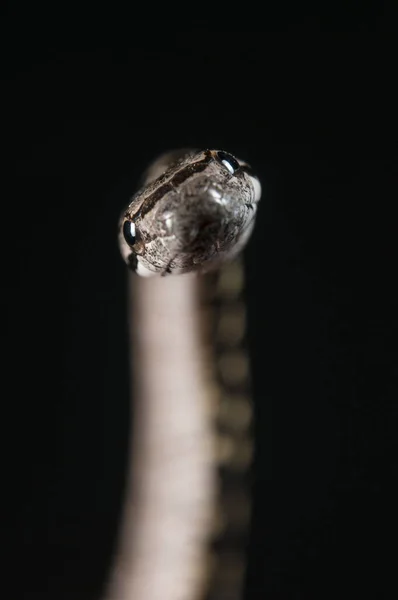 Southern Smooth Snake Coronella Girondica Black Background — Stock Photo, Image