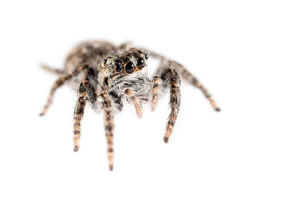 Aranha Isolada Fundo Branco Macro Shot — Fotografia de Stock