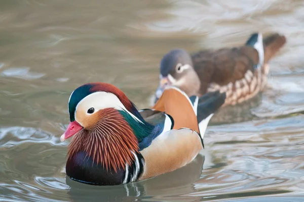 Aix Galericulata Patos Mandarina Fotografias De Stock Royalty-Free