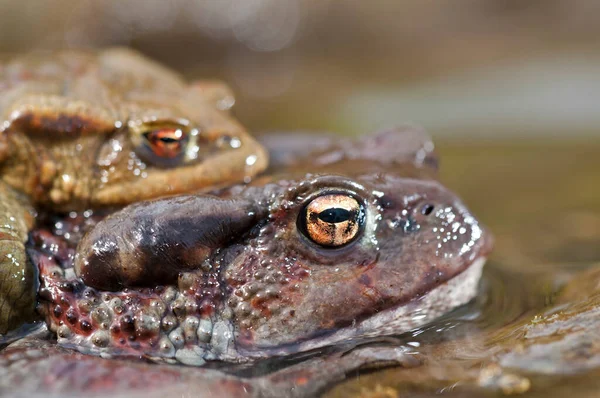 Bufo Bufo Vanlig Paddkompis Stockbild