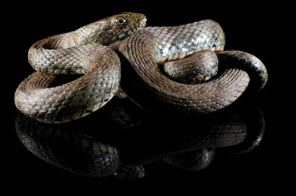 Tärningsorm Natrix Tessellata Svart Bakgrund Stockbild