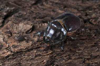 Oryctes nasicornis erkek, Avrupa gergedan böceği