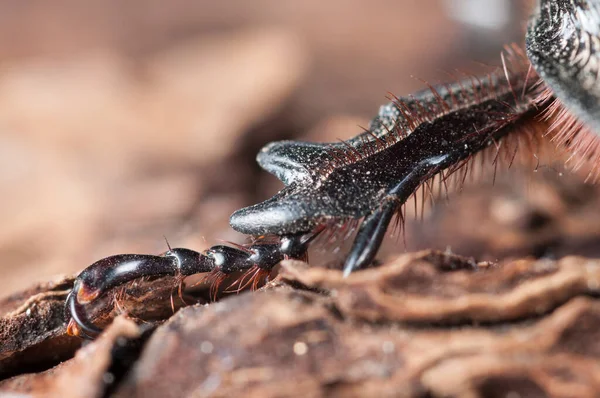 Oryctes Nasicornis Erkek Avrupa Gergedan Böceği — Stok fotoğraf