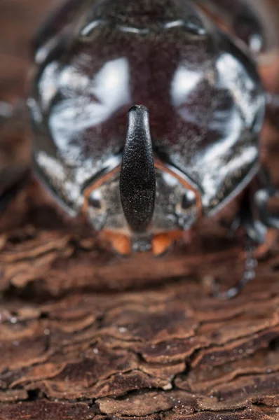 Oryctes Nasicornis Mężczyzna Chrząszcz Nosorożcowy Europejski — Zdjęcie stockowe