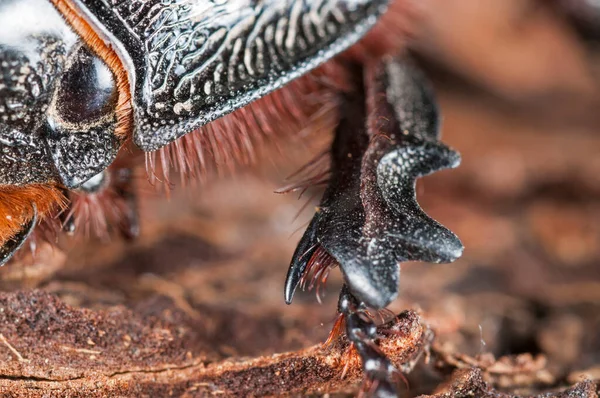 Oryctes Nasicornis Erkek Avrupa Gergedan Böceği — Stok fotoğraf