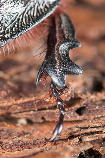 オリス科のオス ヨーロッパのサイの甲虫 — ストック写真