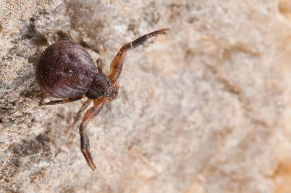 Ozyptila Yengeç Örümceği Yakın Görüş — Stok fotoğraf