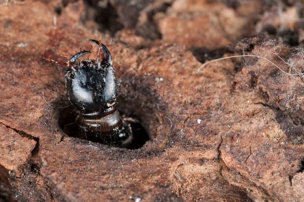 Yerdeki Siyah Böceğin Görünümünü Kapat — Stok fotoğraf