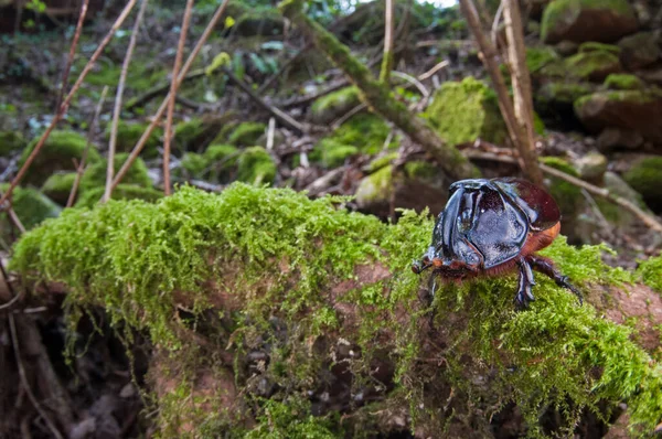 Oryctes Nbscornis Male European Rhinoceros Beetle — стоковое фото