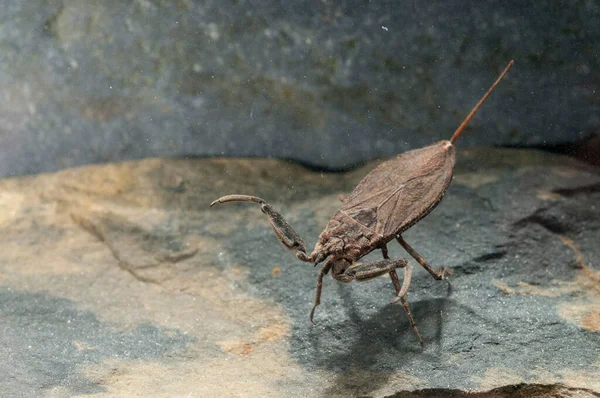 Nahaufnahme Des Wasserskorpions Unter Wasser — Stockfoto