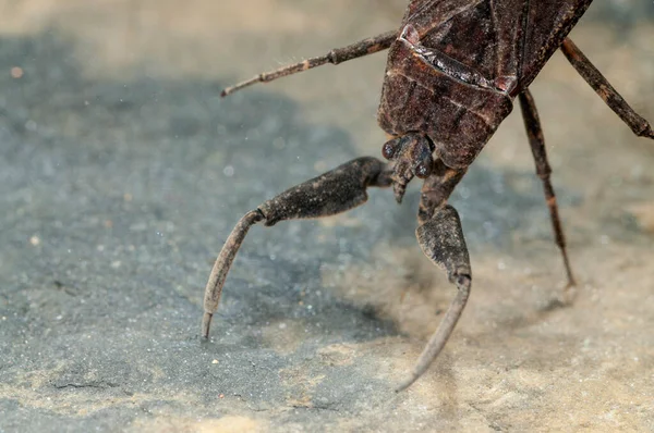 Close View Water Scorpion Underwater — Stock Photo, Image