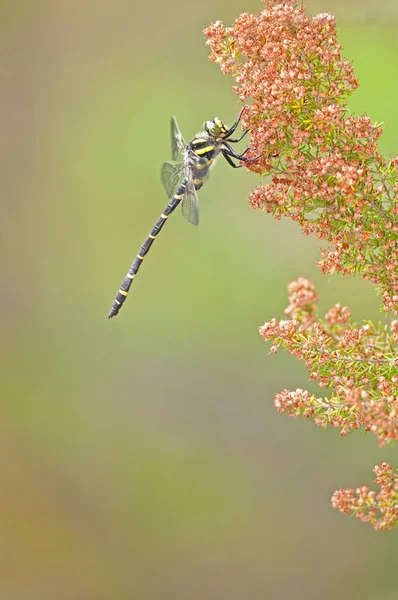 Libellule Sur Fleur Vue Rapprochée — Photo