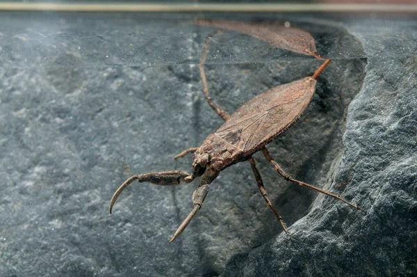 Close View Water Scorpion Underwater — Stock Photo, Image