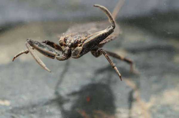 Close Zicht Waterschorpioen Onderwater — Stockfoto