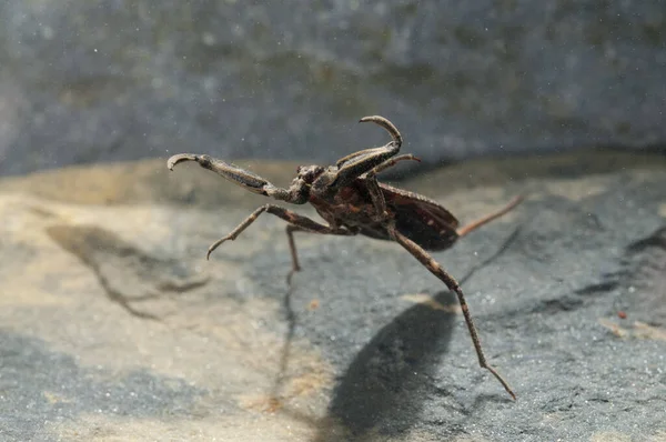 Närbild Vatten Skorpion Vattnet — Stockfoto