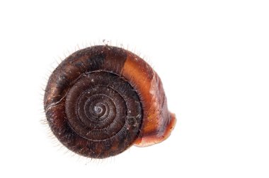 Beyaz arkaplanda salyangoz kabuğu izole