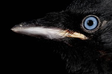 Coloeus monedula, Batı kargası, makro